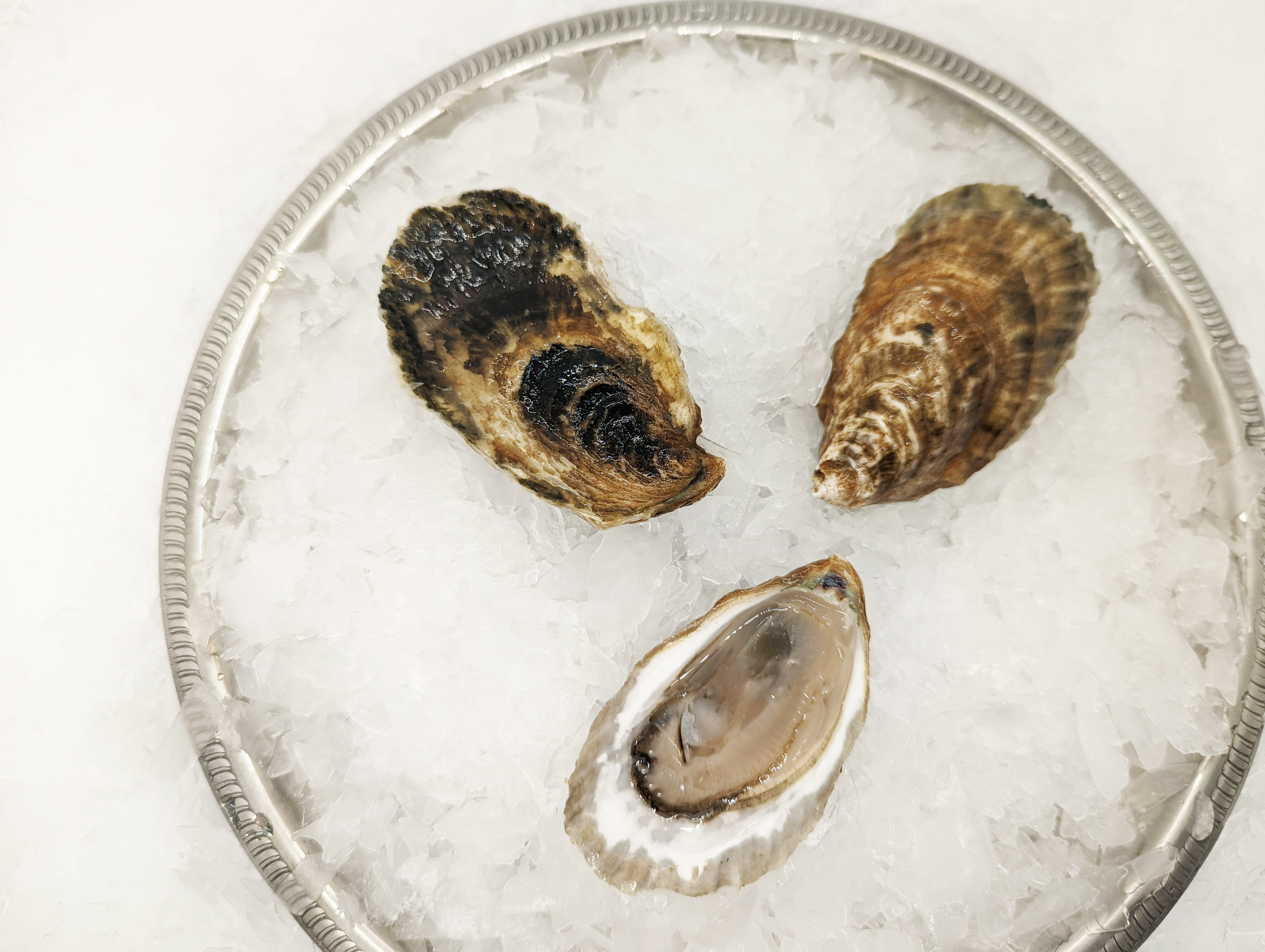 Wellfleet Oyster — Oysterology Online Pangea Shellfish Company